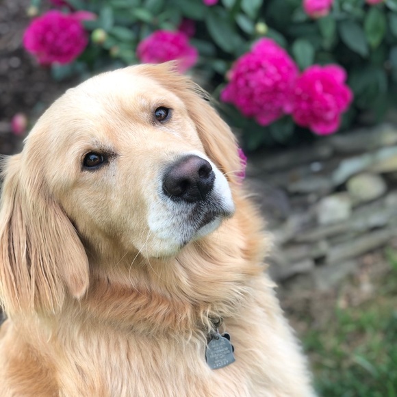 Meet your Posher, Lauren - Picture 2 of 2